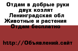 Отдам в добрые руки двух козлят - Ленинградская обл. Животные и растения » Отдам бесплатно   